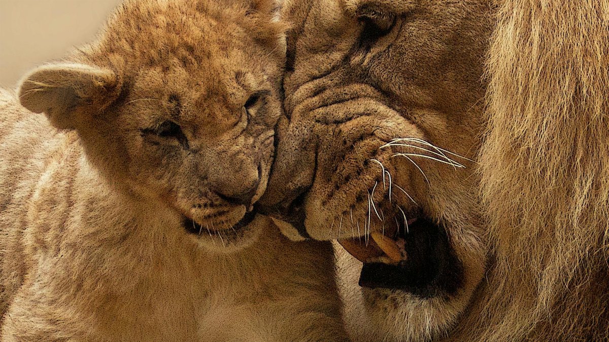Tender moment shared between a lion and its cub, showcasing the familial bond in the wild.
