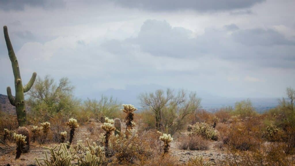 A tranquil desert scene featuring cacti under a cloudy sky, capturing the essence of arid landscapes.