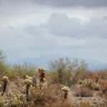 A tranquil desert scene featuring cacti under a cloudy sky, capturing the essence of arid landscapes.