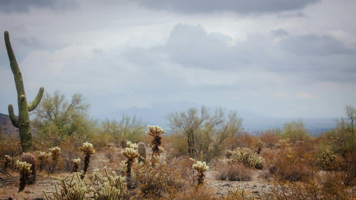 A tranquil desert scene featuring cacti under a cloudy sky, capturing the essence of arid landscapes.