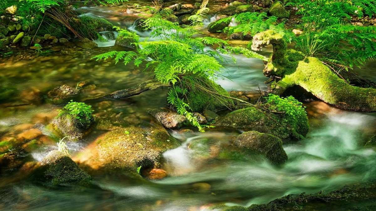 A vibrant forest stream flows over mossy rocks amidst green ferns, capturing a serene nature scene.