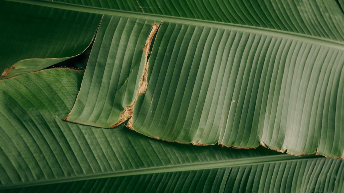 Detailed close-up image showcasing the vibrant texture and structure of green banana leaves.