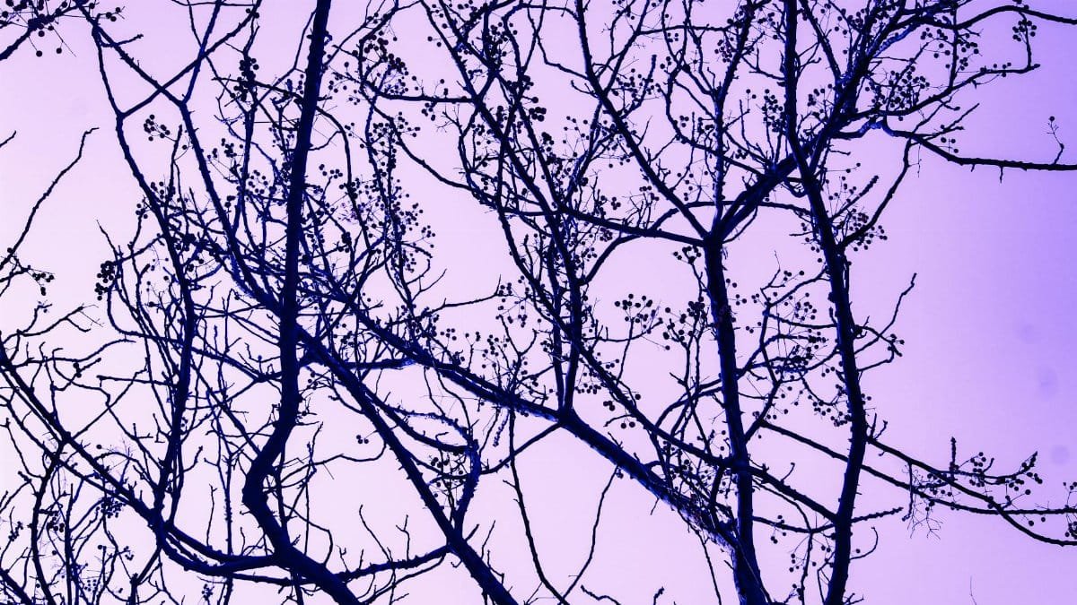 Dramatic silhouette of tree branches with berries against a vibrant purple sky during twilight.