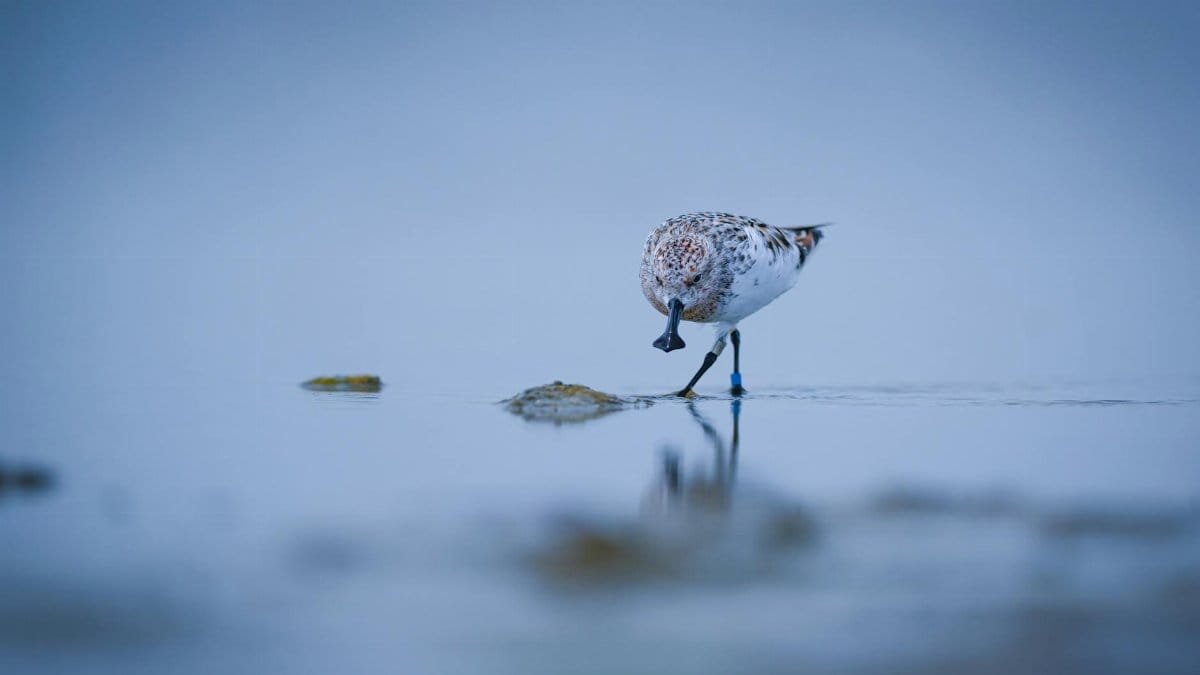 A small sandpiper delicately walks on water in a serene and calm setting.