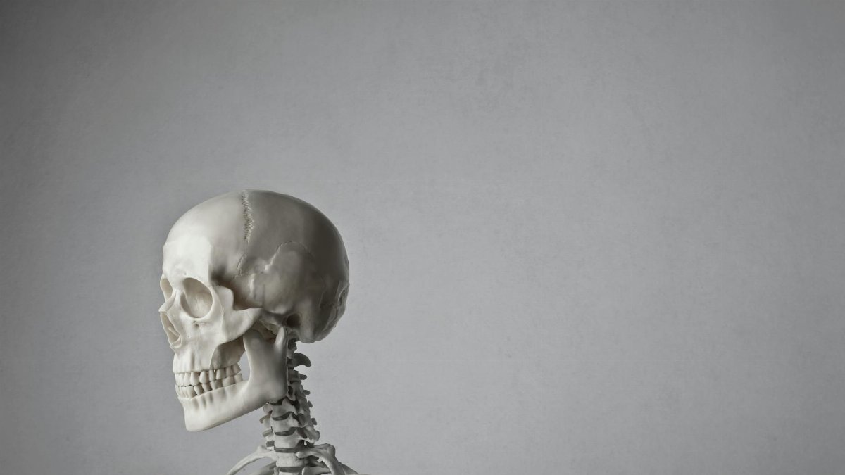 Close-up of a human skeleton model against a gray background, emphasizing anatomy.