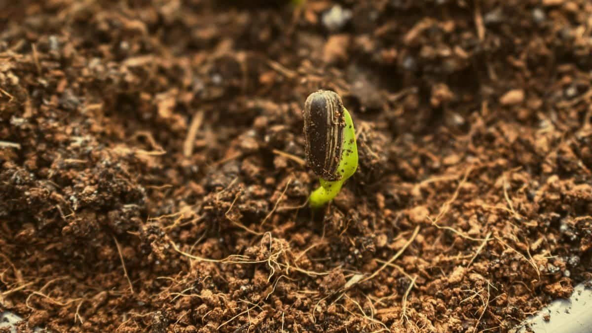 Macro shot of a fresh seedling sprouting from rich soil, showcasing new growth.