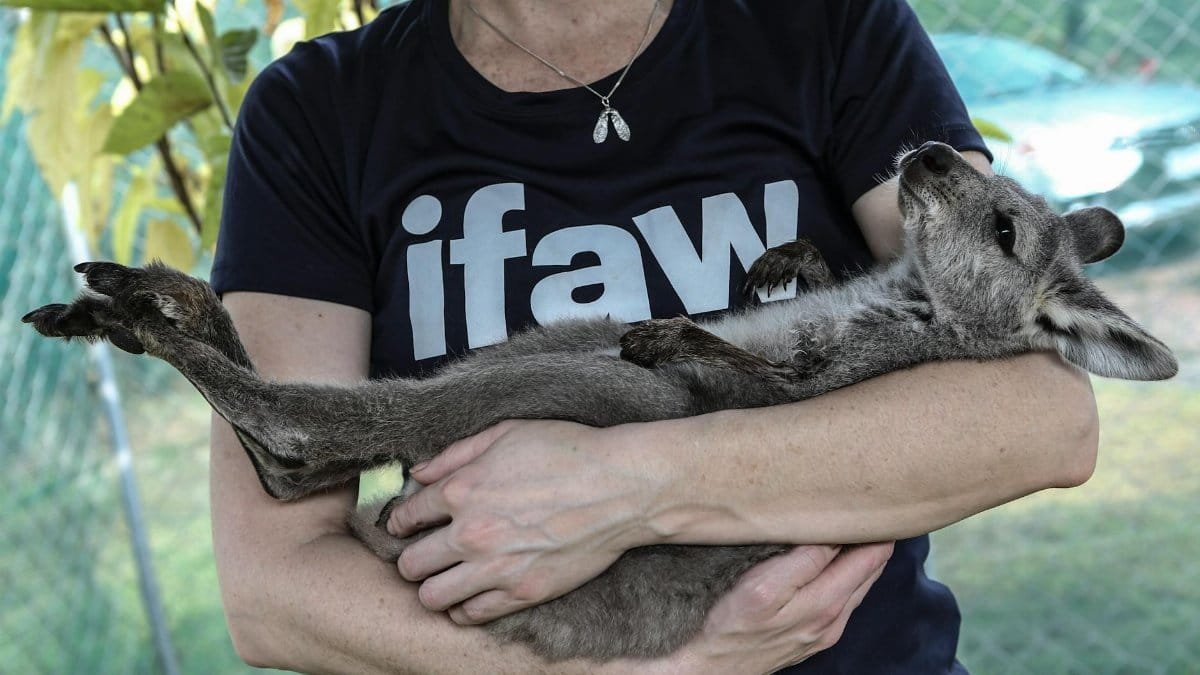 A volunteer cradles a baby wallaby joey at an animal sanctuary in Australia, showcasing wildlife rescue efforts.