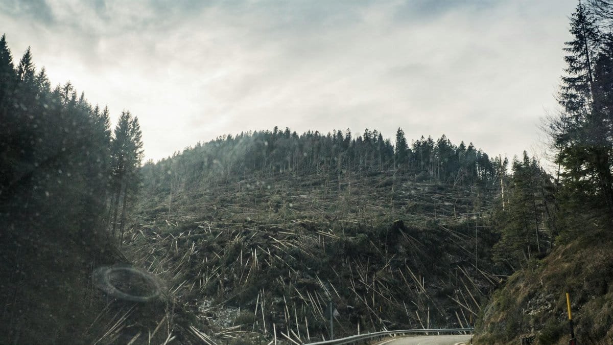 A scenic mountain road amidst deforestation and coniferous trees under a cloudy sky.