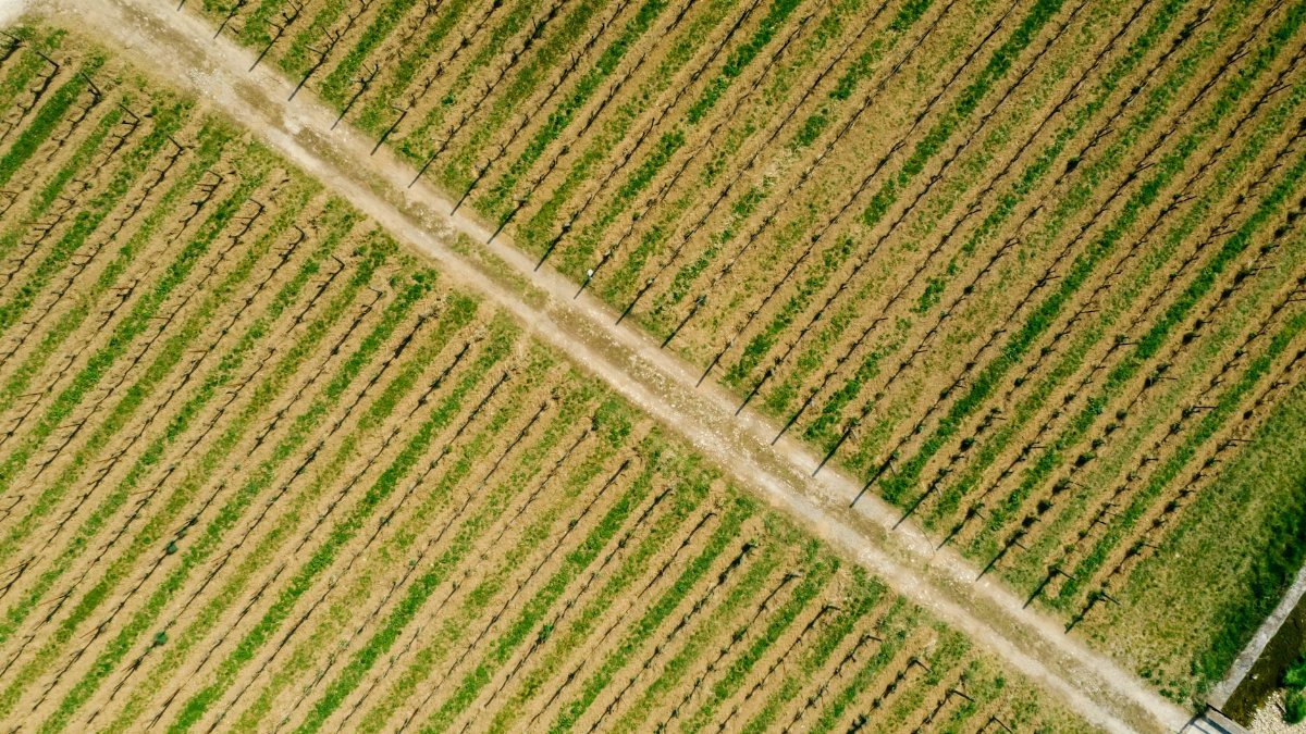 Drone shot of vineyard fields displaying orderly rows in spring, highlighting rural agricultural beauty.