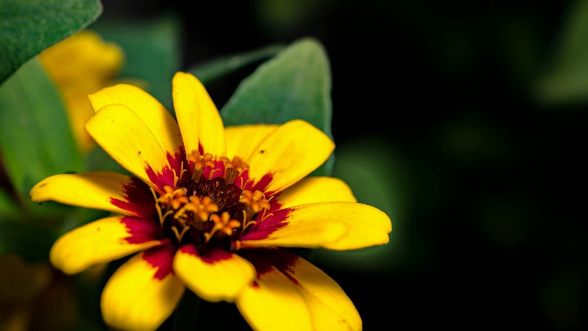 Detailed macro shot of a yellow zinnia flower with red center, captured outdoors in Rouyn-Noranda.