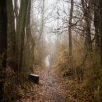 A misty pathway through a quiet forest in Houston, DE, USA, during fall.