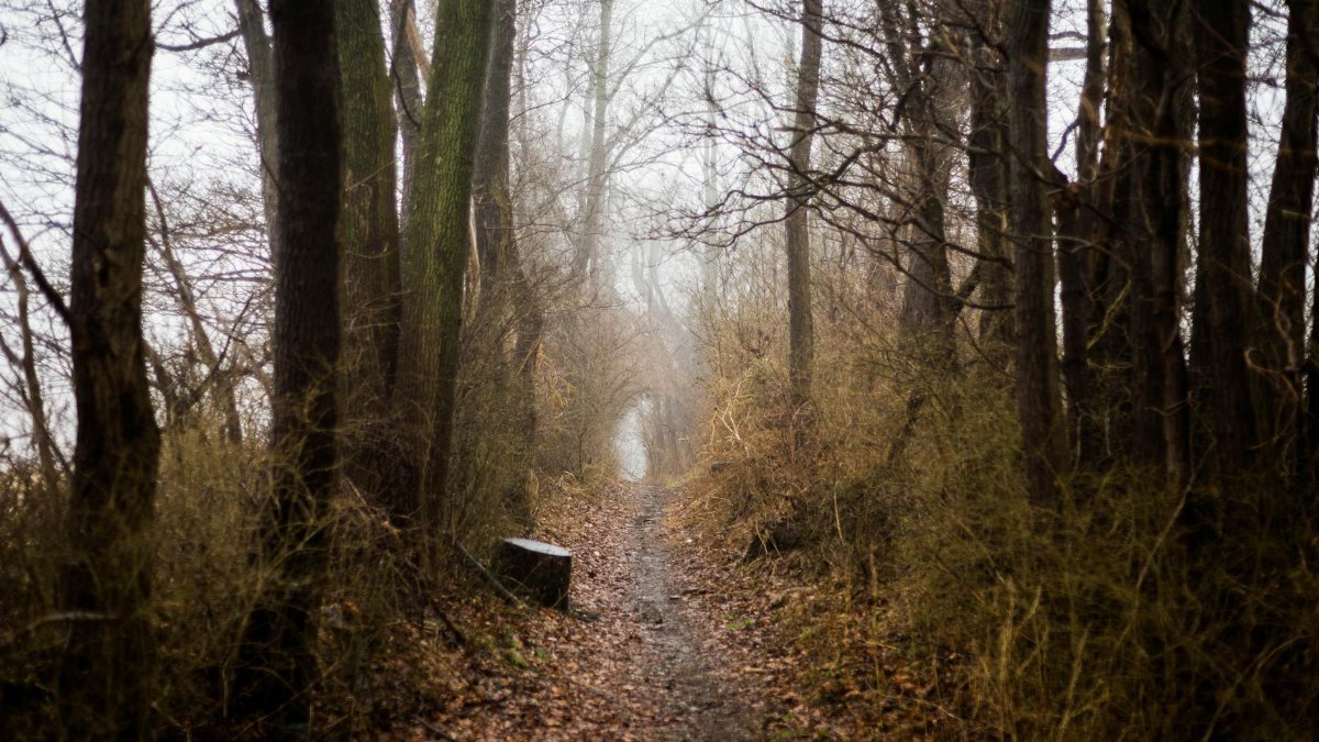 A misty pathway through a quiet forest in Houston, DE, USA, during fall.