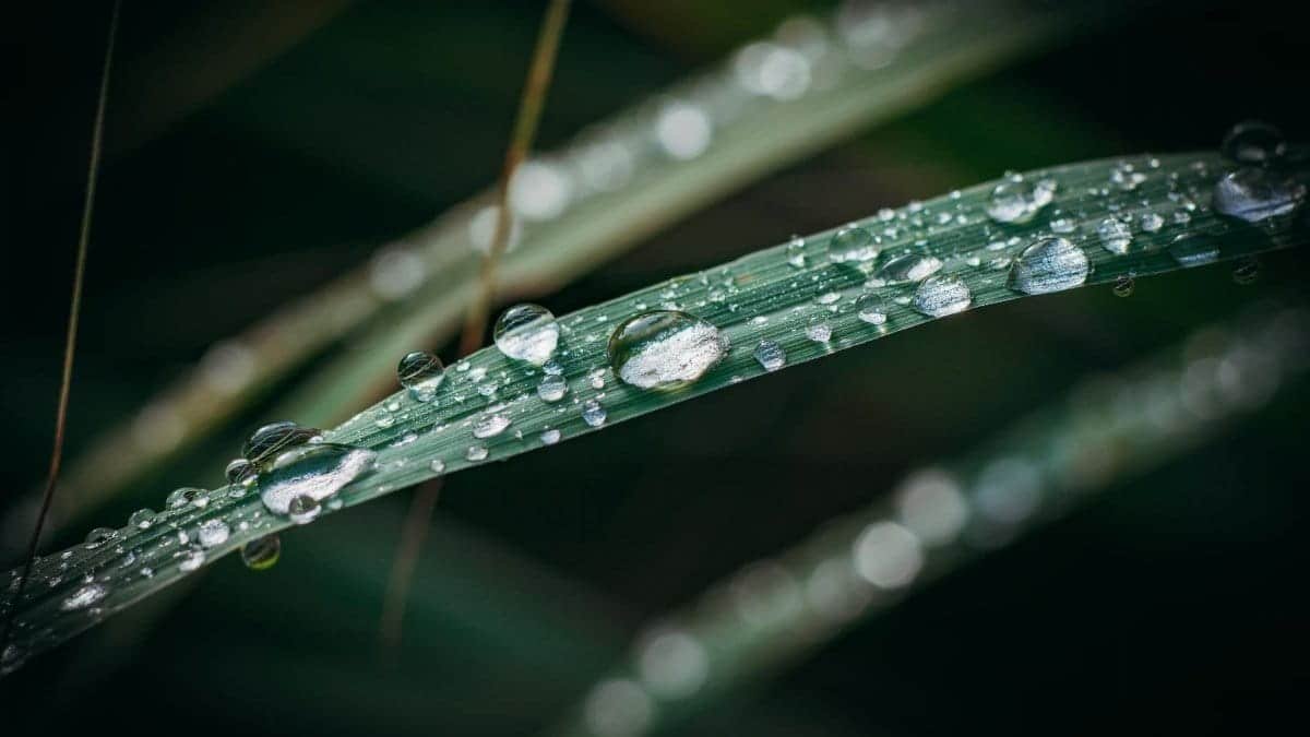 Detailed close-up of dew drops on a leaf, showcasing nature's beauty with water droplets.