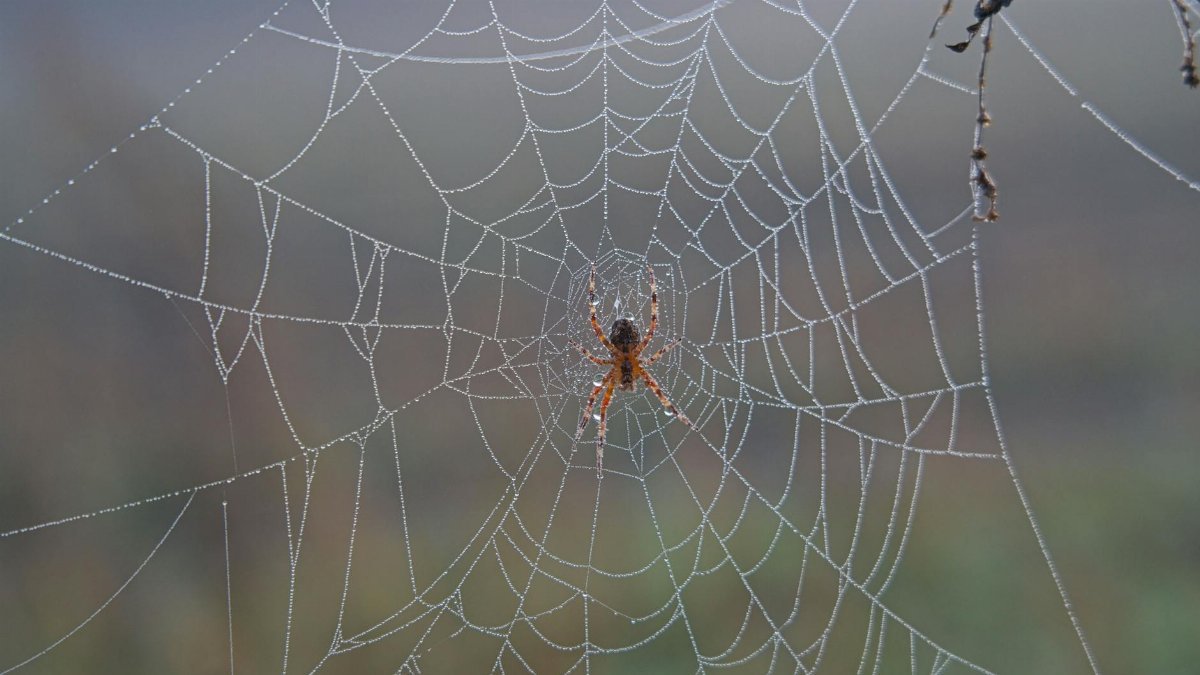 Close-up of a dewy spider web with a spider in a misty autumn setting.