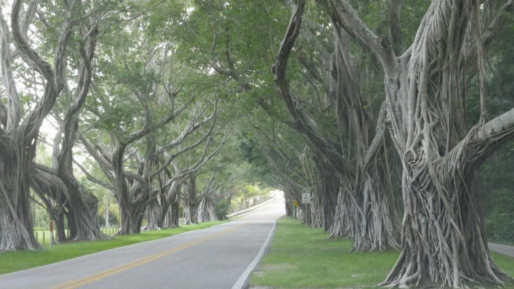 A mesmerizing tree-lined road in Hobe Sound, Florida, showcasing twisting trunks and lush greenery.