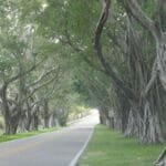 A mesmerizing tree-lined road in Hobe Sound, Florida, showcasing twisting trunks and lush greenery.