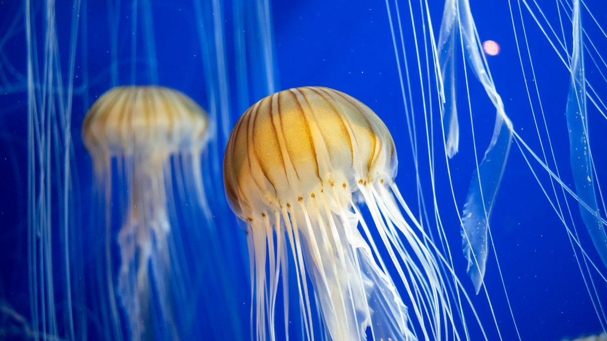 Beautiful jellyfish with long tentacles swimming in a Georgia aquarium.