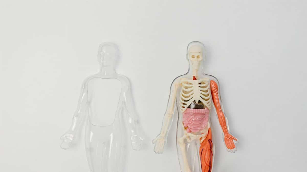 Anatomical human model showcasing internal organs and muscles on a plain background.