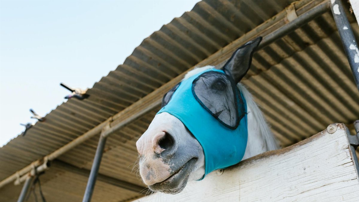 White horse wearing a blue fly mask looking out from a stable under a corrugated roof.