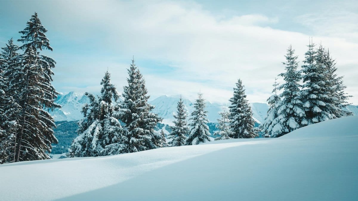 Tranquil winter scene of snow-covered trees in Megève, France amidst the Alps.