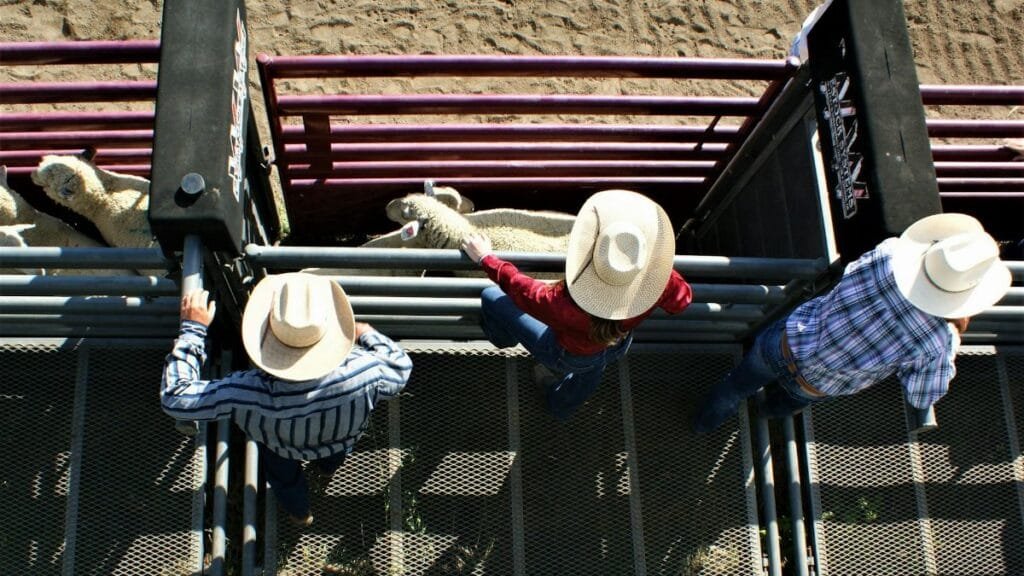 High angle view of cowboys in checkered shirts and hats managing sheep in Hailey, Idaho.