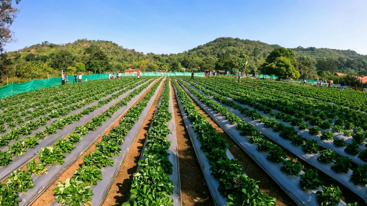 Rows of green crops under a clear blue sky in a rural setting, perfect for agriculture and travel themes.