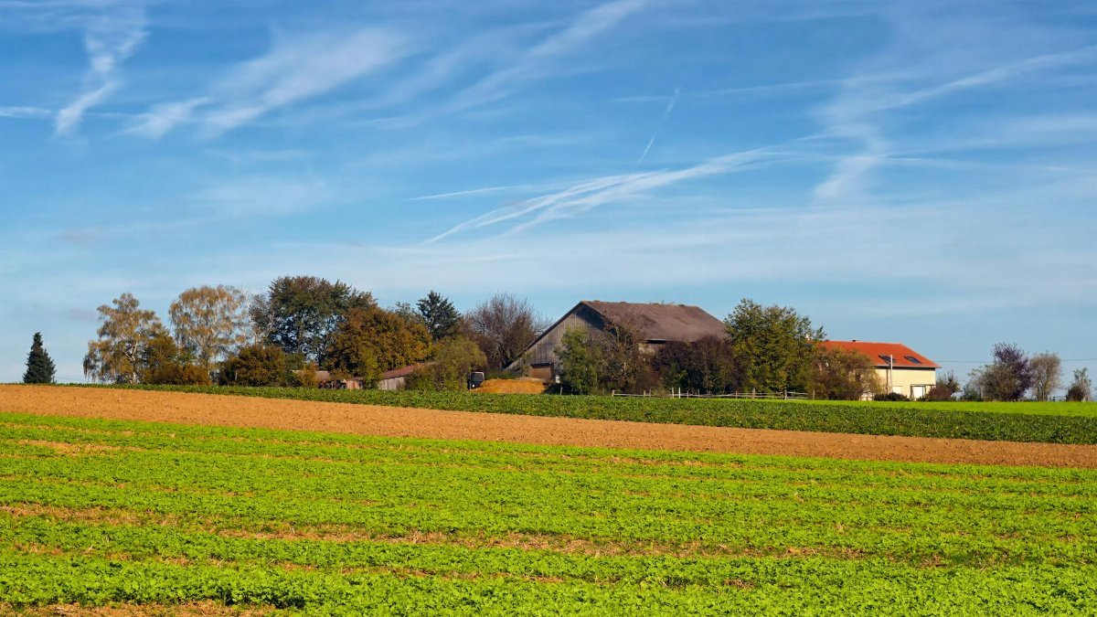 A big farm behind a bunch of trees