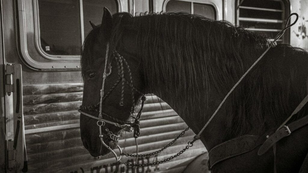 Artistic black and white photo of a horse standing beside a metallic trailer, showcasing its detailed bridle.