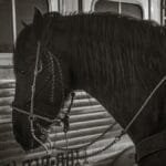 Artistic black and white photo of a horse standing beside a metallic trailer, showcasing its detailed bridle.