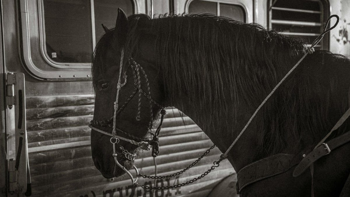 Artistic black and white photo of a horse standing beside a metallic trailer, showcasing its detailed bridle.