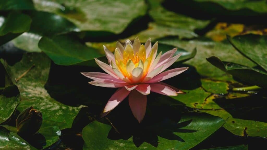 beautiful lotus flower in the forest
