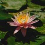 beautiful lotus flower in the forest