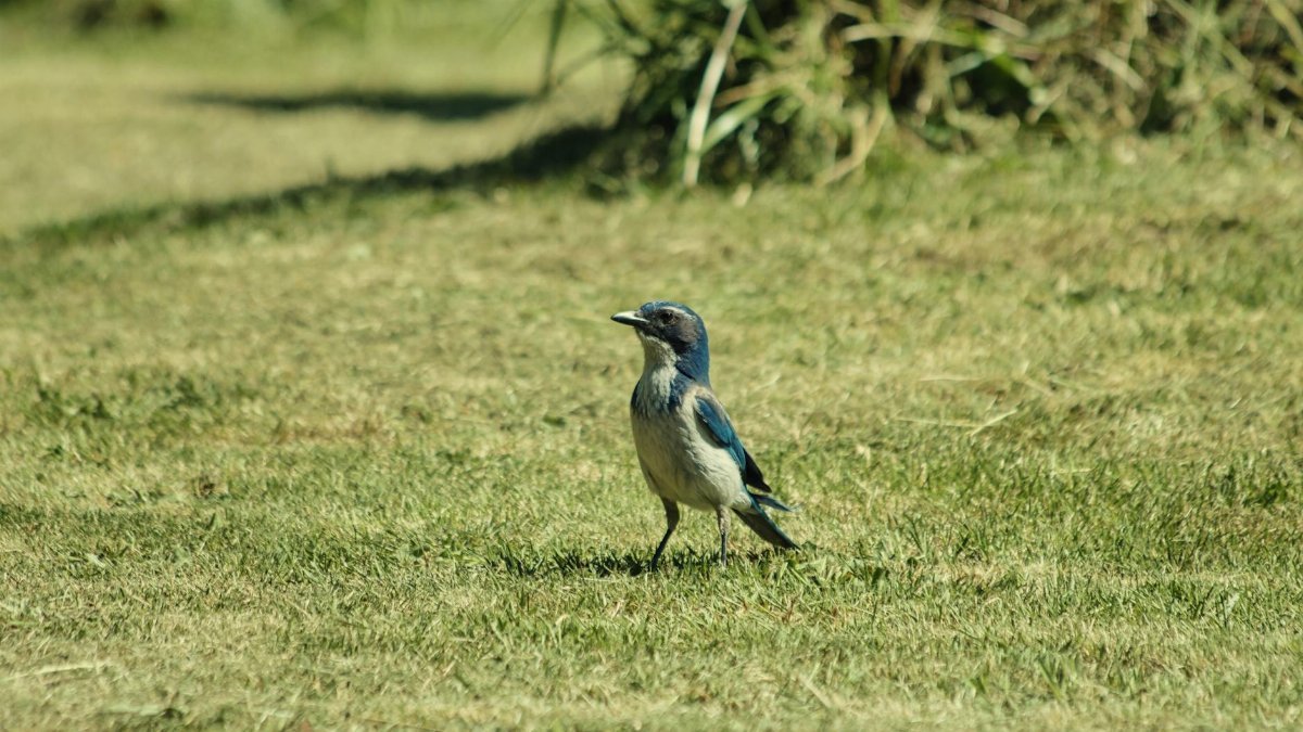 Scrub Jay