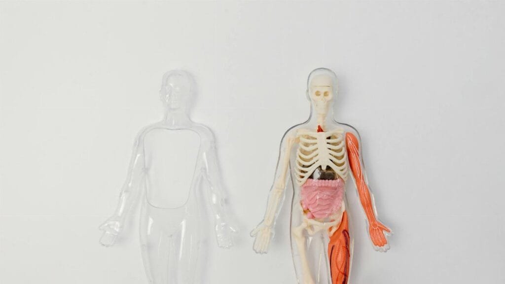 Anatomical human model showcasing internal organs and muscles on a plain background.