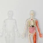 Anatomical human model showcasing internal organs and muscles on a plain background.