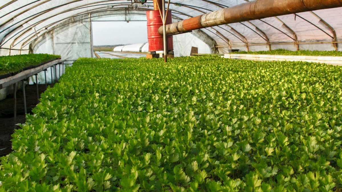 Vibrant green celery growing in a greenhouse during summer. An example of modern farming techniques.