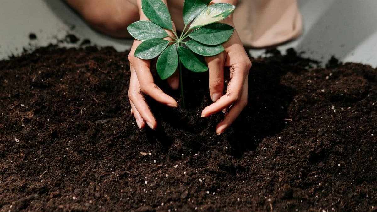 Hands gently planting a young sprout in fresh soil, symbolizing growth and care.