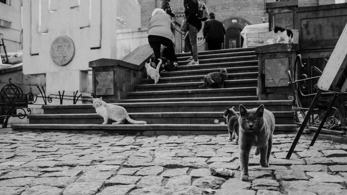 Black and white image of street cats and people on steps in Tbilisi.