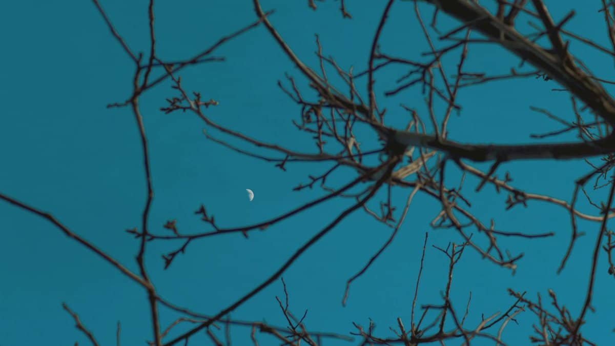 A crescent moon visible through bare tree branches against a dark night sky.