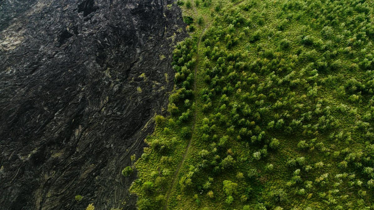 Drone capture of contrasting landscape: fresh lava flow meets vibrant green forest in Hawaii.