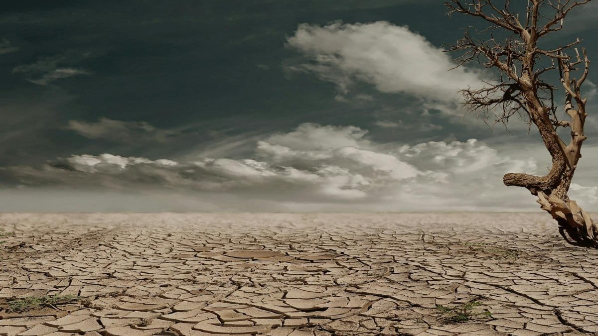 A solitary tree stands against a cracked, arid landscape under a cloudy sky, illustrating drought and desertification.