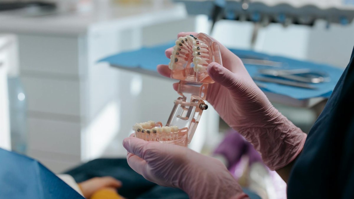 Close-up of a dental professional examining an anatomical teeth model in a dental clinic.