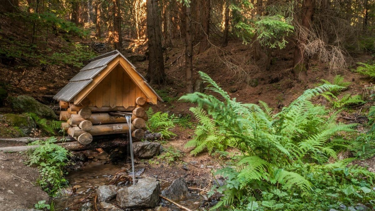 A serene forest stream with a rustic wooden shelter surrounded by lush ferns and trees.