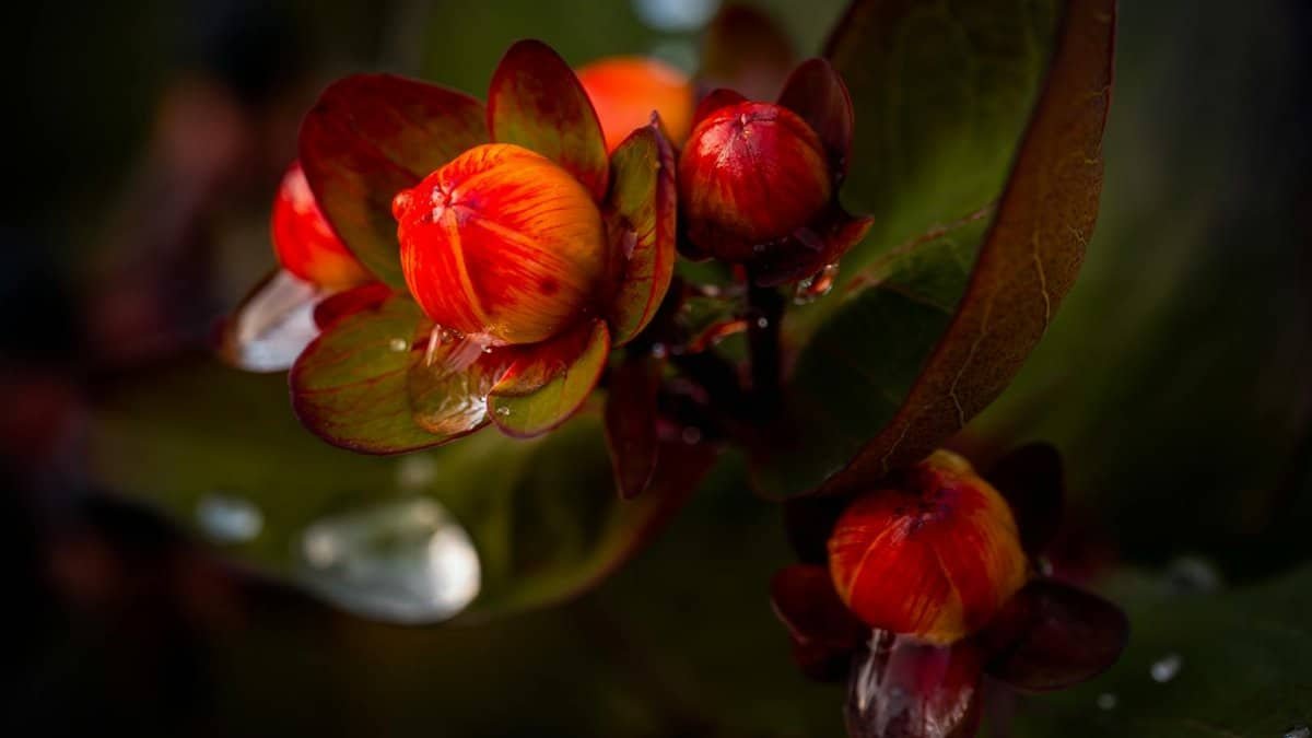 Close-up of vibrant Hypericum berries with dew, captured in Wenatchee, Washington.