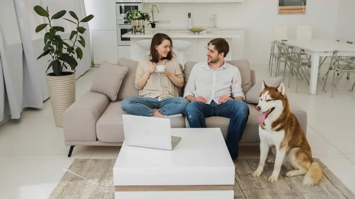 A couple relaxing with a Siberian Husky in a modern living room, using a laptop.