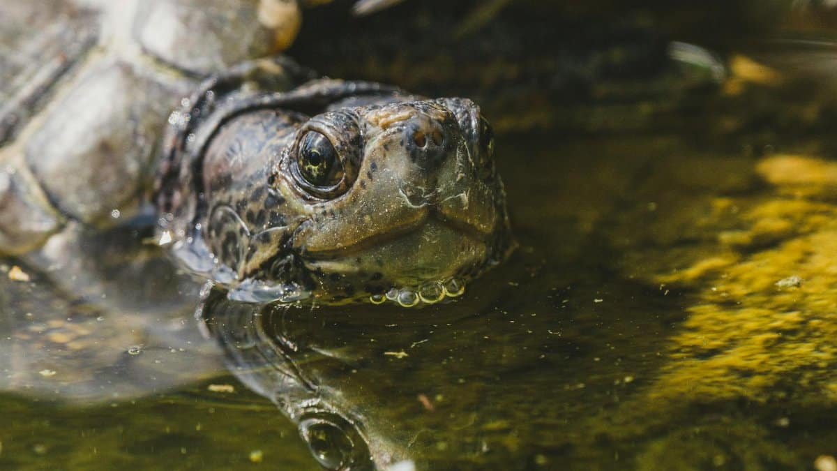 A close-up image of a turtle in a pond reflecting sunlight, showcasing aquatic life and nature.