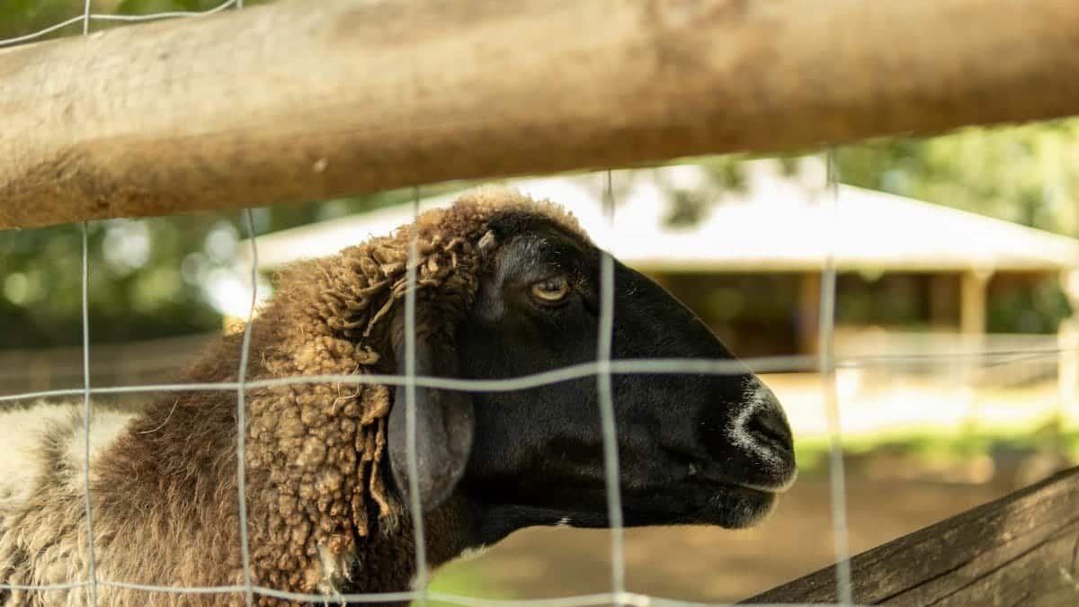 Profile of a black sheep at a farm captured through a fence.