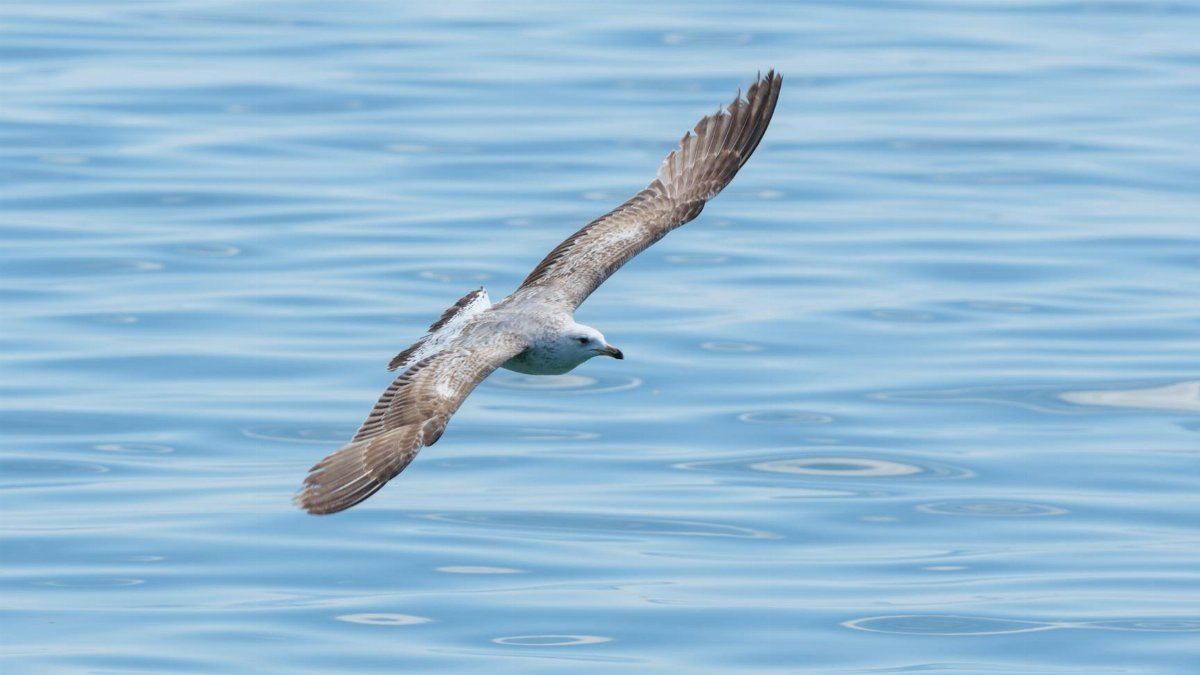 A graceful seagull soaring above the ocean