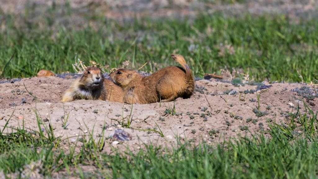 Pair of black-tailed prairie dogs in Badlands, South Dakota