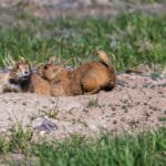 Pair of black-tailed prairie dogs in Badlands, South Dakota